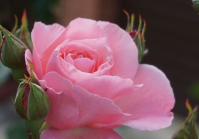 Close-up of pink rose blooming outdoors