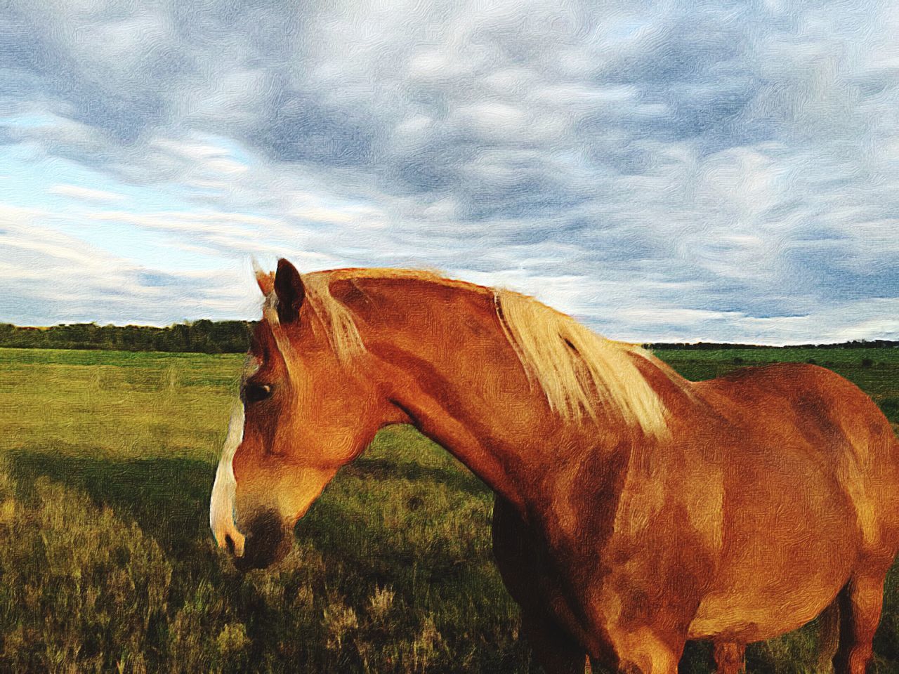 animal themes, domestic animals, mammal, sky, horse, livestock, field, grass, landscape, cloud - sky, one animal, herbivorous, cloud, cow, grazing, grassy, brown, nature, tranquil scene, tranquility