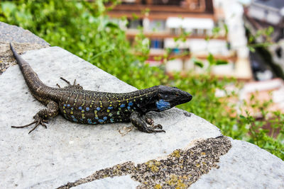 Close-up of lizard on rock