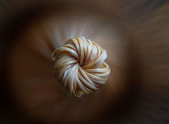 Close-up of white flower