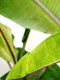 Close-up of green leaves