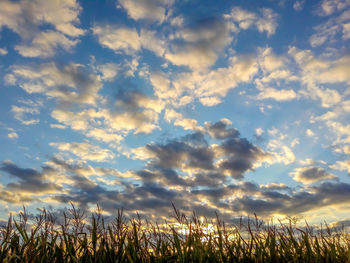 Low angle view of plants on field against sky