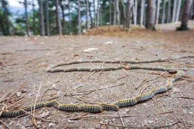 Close-up of a reptile in a forest