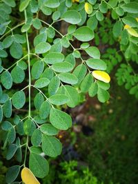 Close-up of green leaves