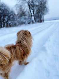 Dog on snow covered field