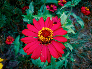 Close-up of red flower