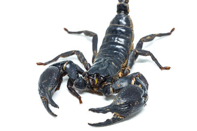 Close-up of insect on white background