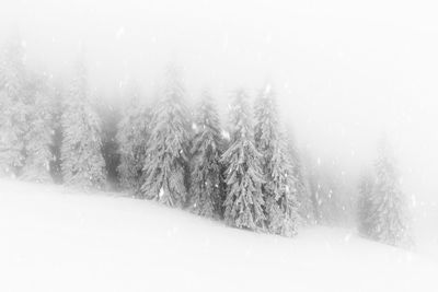 Pine trees in forest during winter
