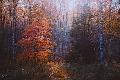 Trees on field in forest during autumn