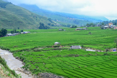 Scenic view of agricultural field against sky