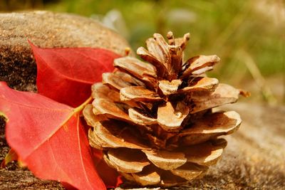 Close-up of dried leaves on field