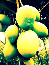 Close-up of fruits hanging on tree