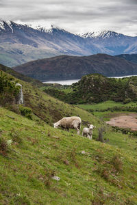 Sheep grazing on mountain against sky