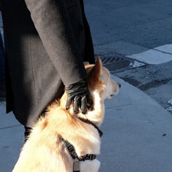 Low section of person with dog on street