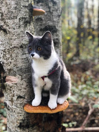 Cat lying on tree trunk
