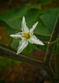 Close-up of flower blooming outdoors