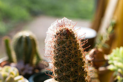 Close-up of succulent plant