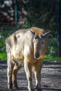 Lion standing in a field