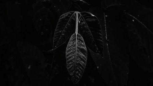 Close-up of raindrops on leaves