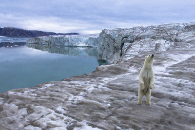A lone polar bear in ellesmere artic island of nunavut, canada