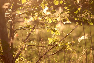 Plants and trees in forest