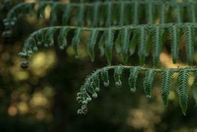 Close-up of fern