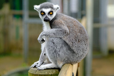 Close-up of lemur sitting outdoors