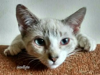 Close-up portrait of cat