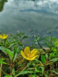 Close-up of yellow crocus blooming outdoors