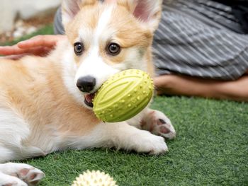 Portrait of dog playing with ball