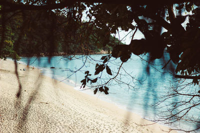 Trees on beach against sky