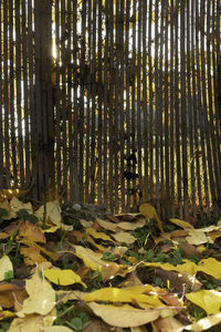 View of trees in forest