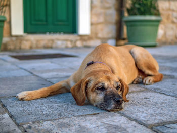 Portrait of brown dog lying on a stone floor.