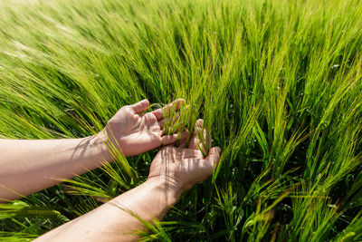 Close-up of farmer hand holding green wheat ears in the field. agricultural business.