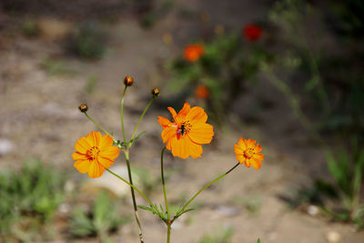 Close-up of orange flowers blooming outdoors