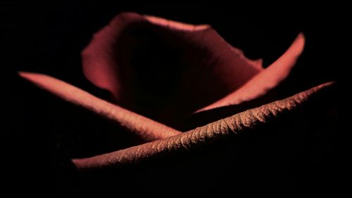 Close-up of pink rose against black background