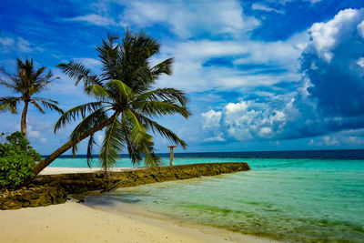 Palm tree by sea against sky