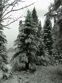 Low angle view of pine trees in forest during winter
