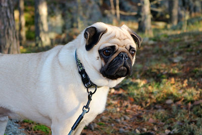 Portrait of a dog looking away