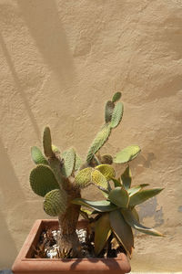 Close-up of prickly pear cactus