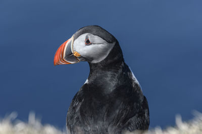 Close-up of puffin against blue sky