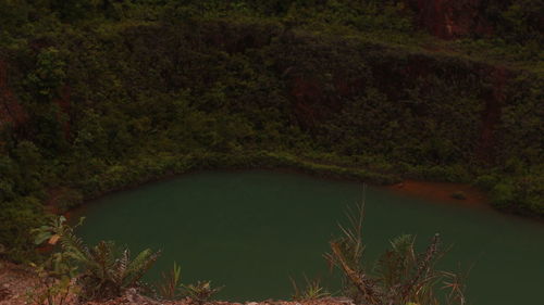 Scenic view of lake in forest