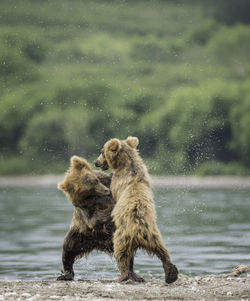 Bears fighting at riverbank