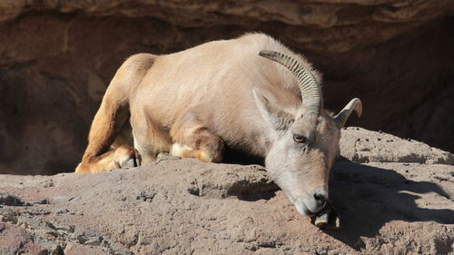 Close-up of sheep on rock