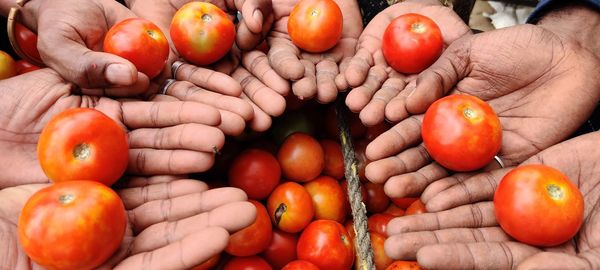 High angle view of vegetables on orange tomatoes