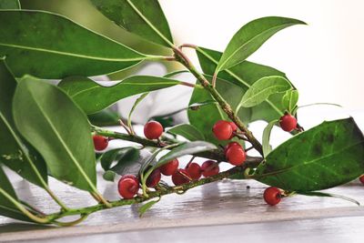 Close-up of green leaves