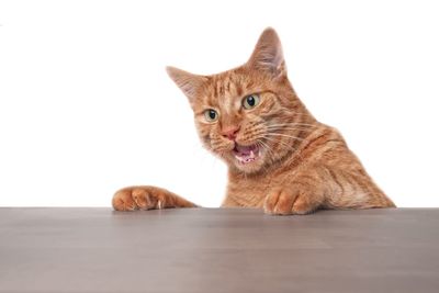 Portrait of cat against white background