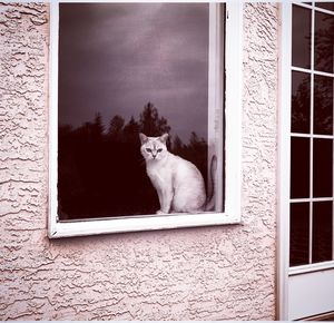 Cat sitting on window sill