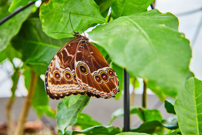 Close-up of butterfly on plant