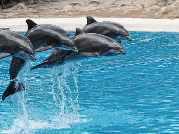 Dolphins jumping in sea